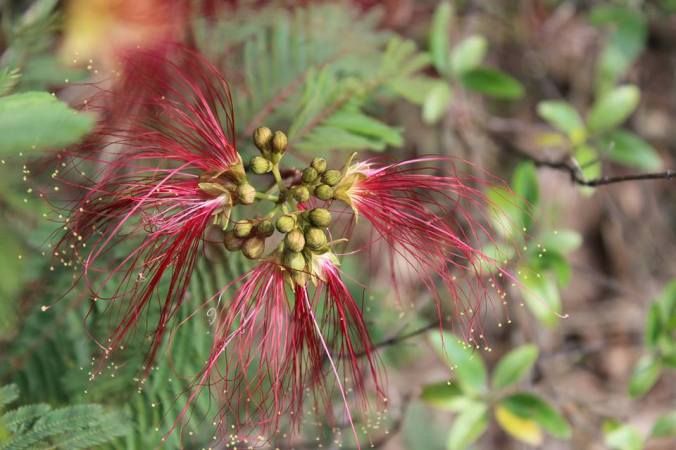 20729158_497967530535664_297276662196760123_n