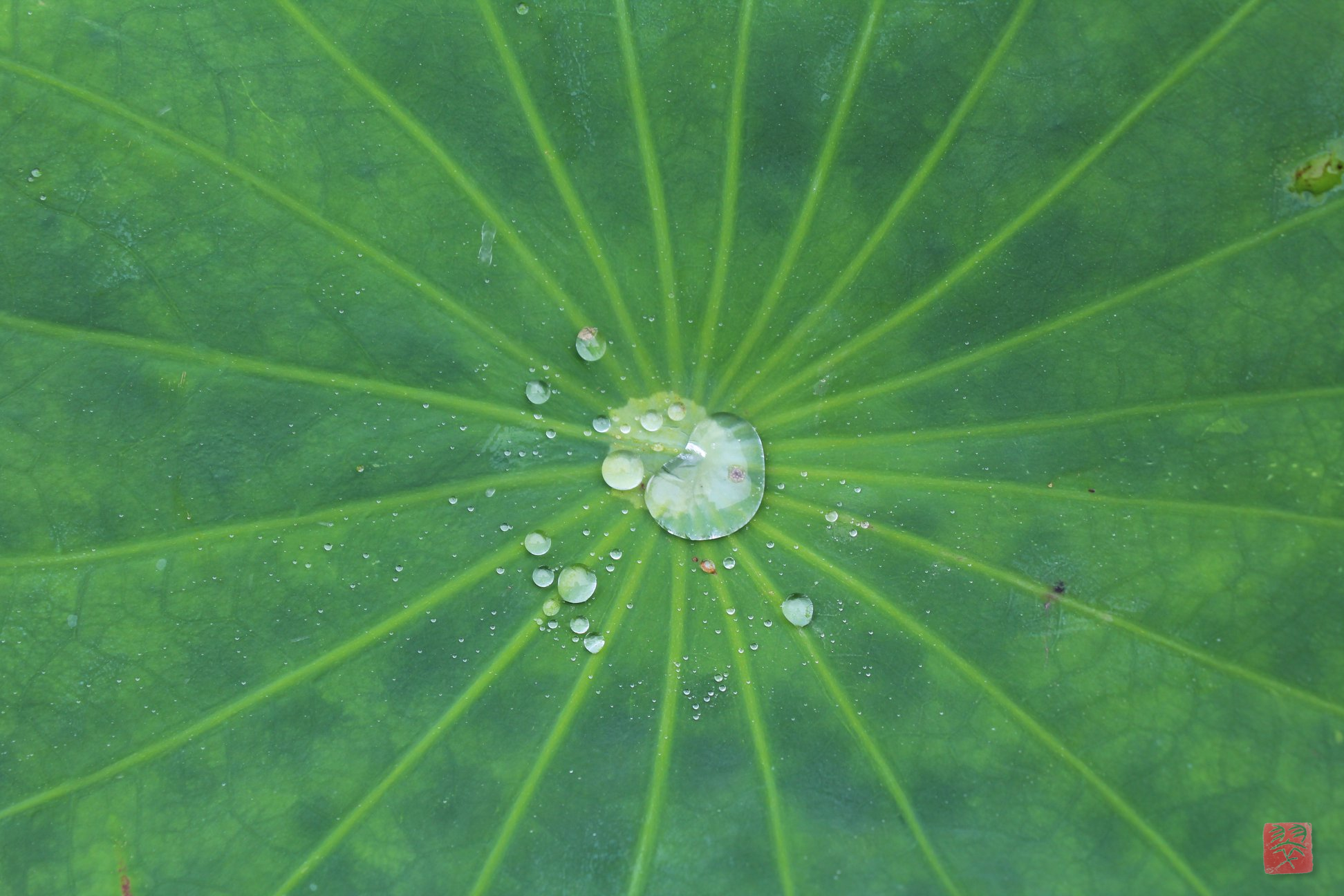La reflexión ecopoética – En la Revista común