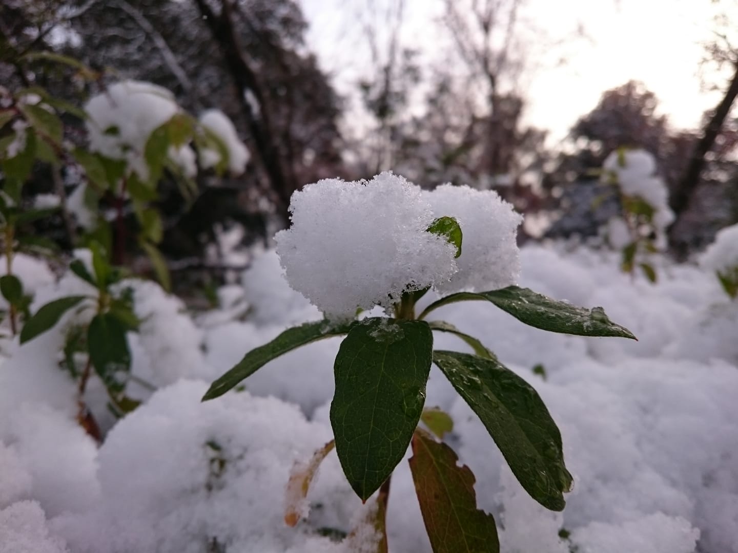 Yuki no Hana 雪の華