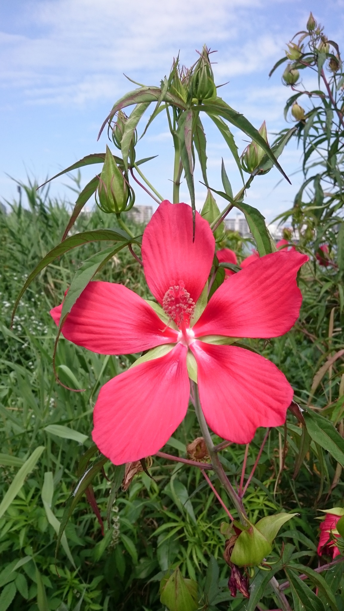 Poética de la flor escarlata.