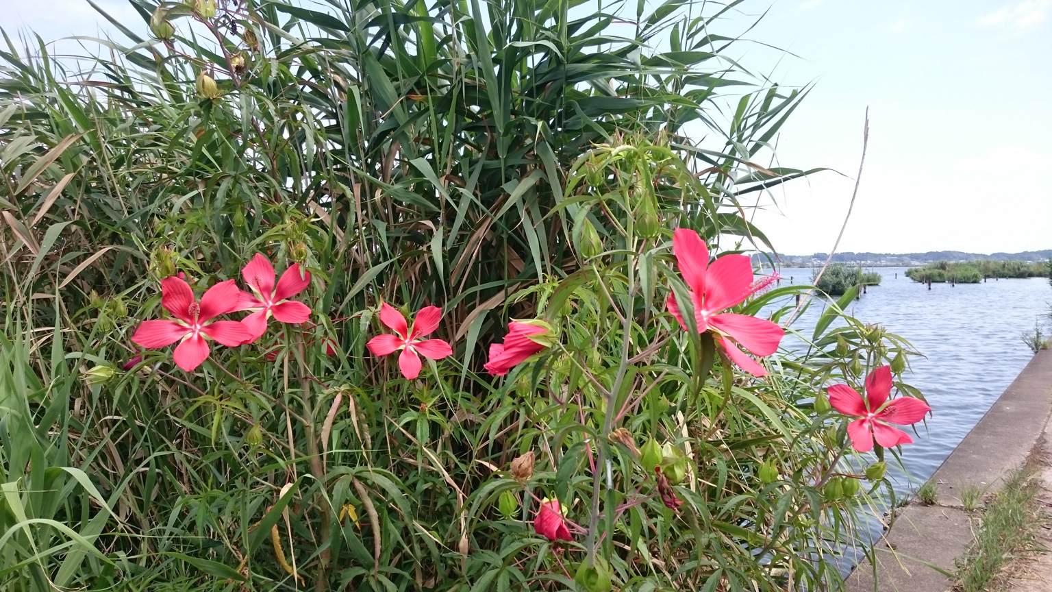 「緋色の花」という詩学
