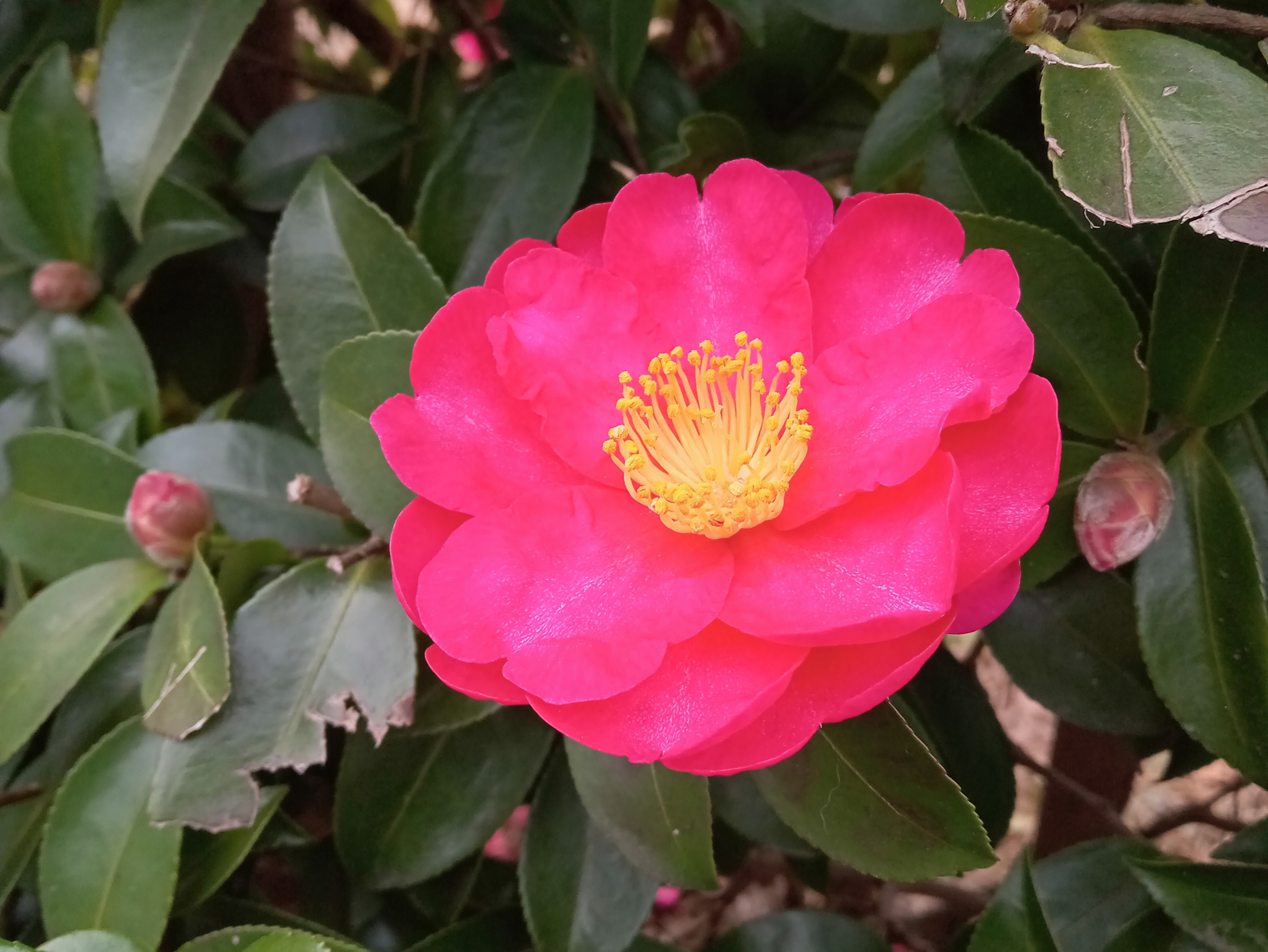 Queridas camelias, flores de invierno que caen sobre las hojas secas.