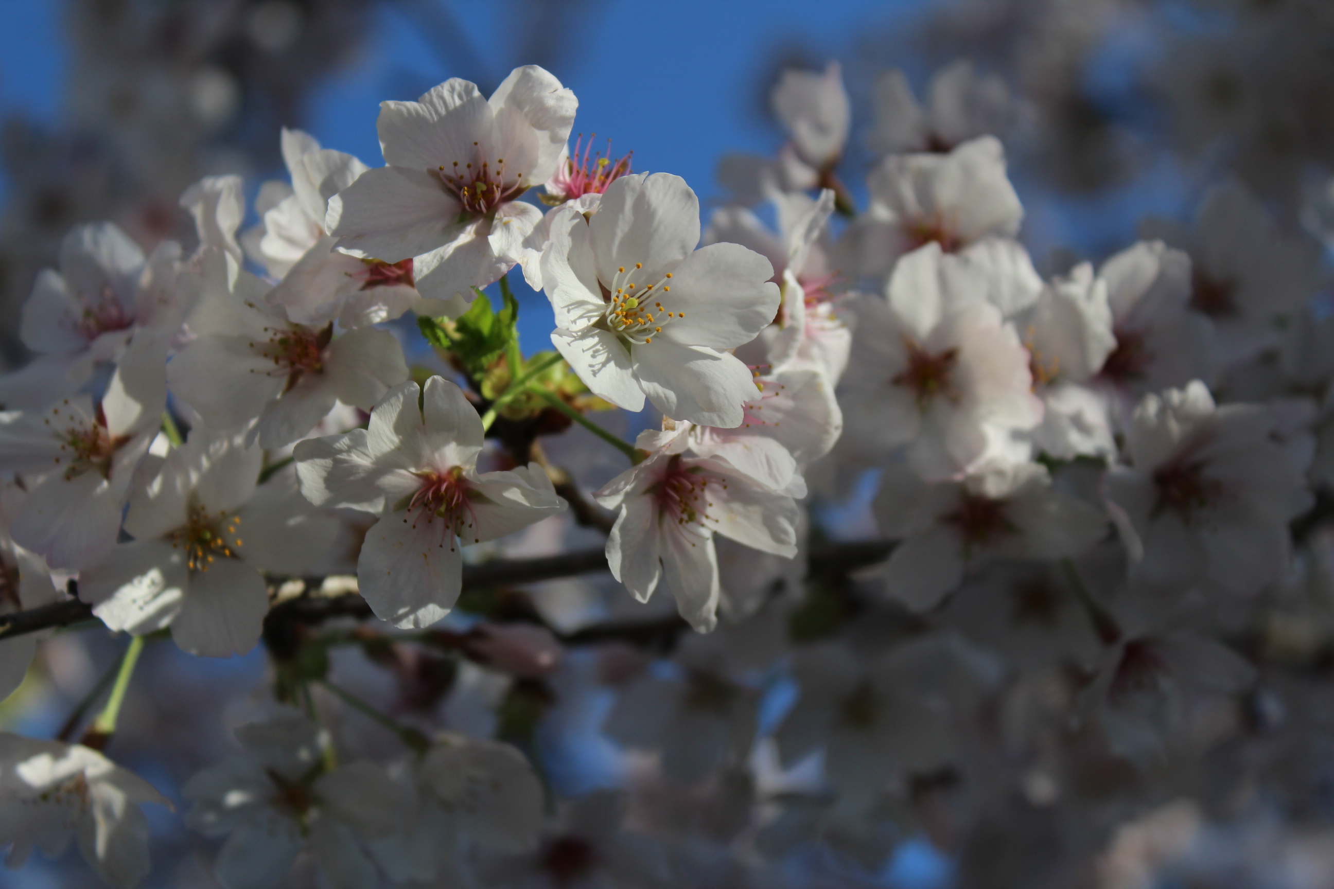 El pensamiento del kotodama