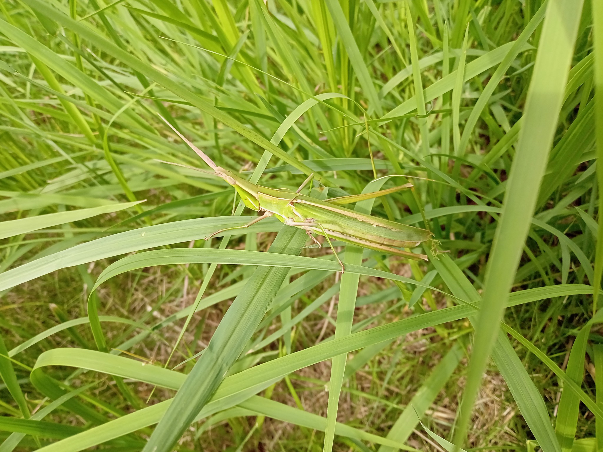 Sobre la poesía y los brotes del verano