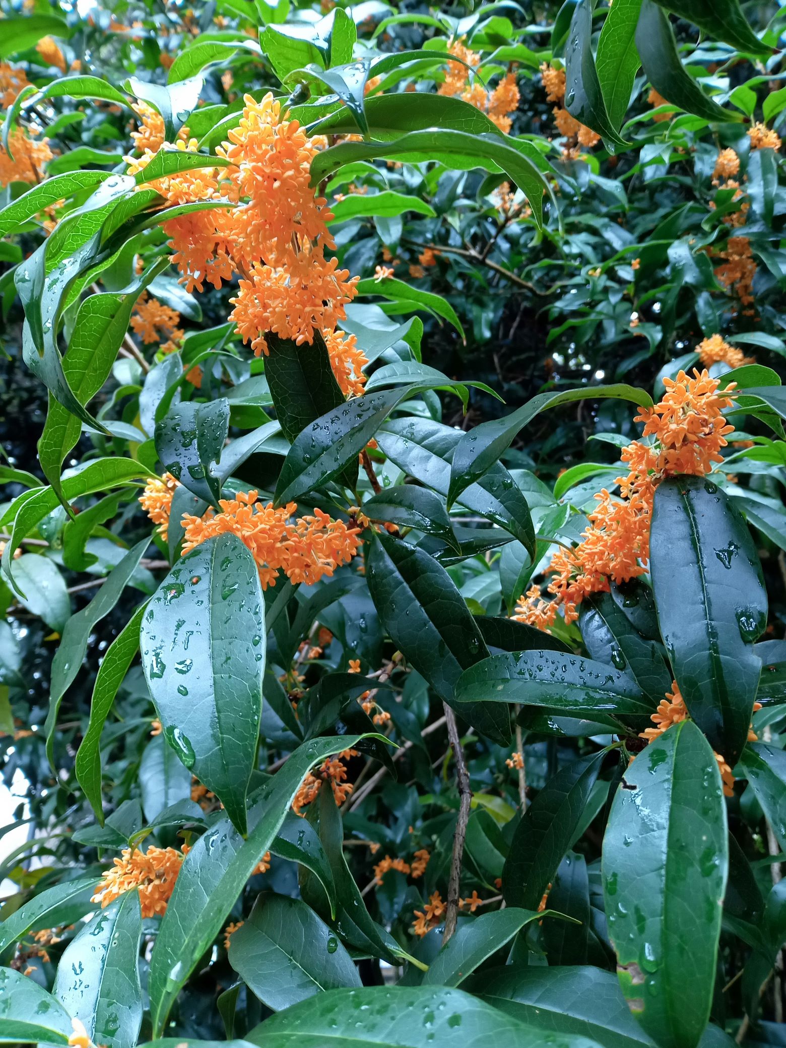 Otoño de flores y frutos, nueces y constelaciones