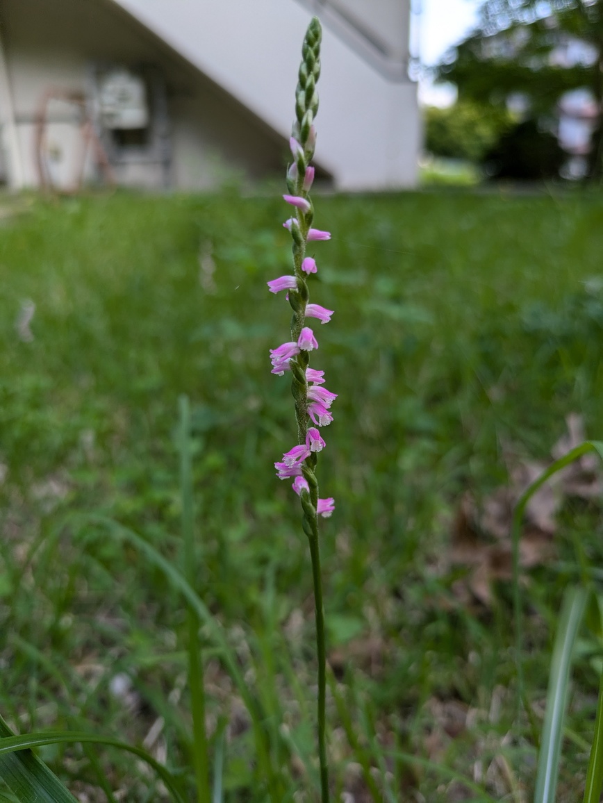 El triunfo de la paz