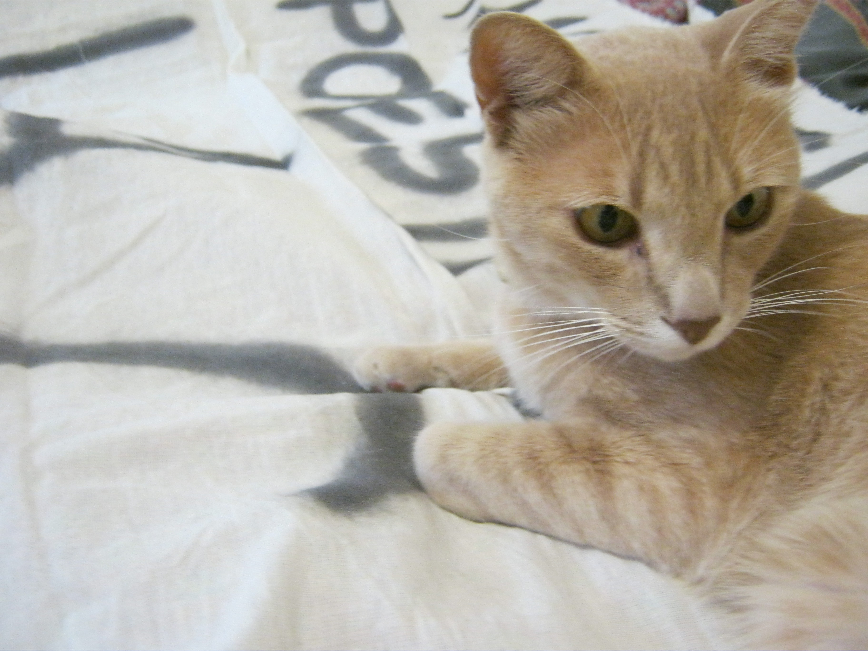 La vida mística de Max Maullido